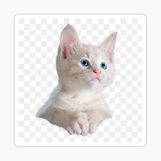 Discover Meong