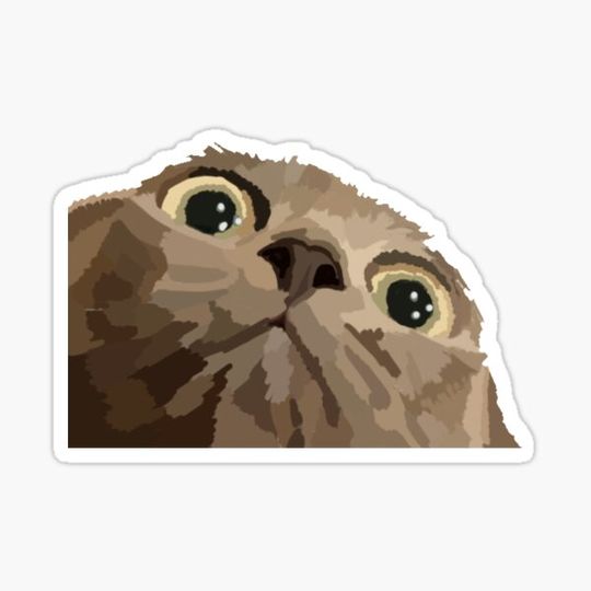 Discover Cat