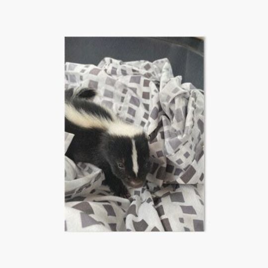 Discover Baby Skunk