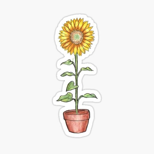 Discover sunflower