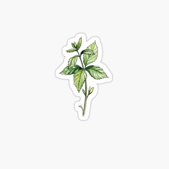 Discover Peppermint