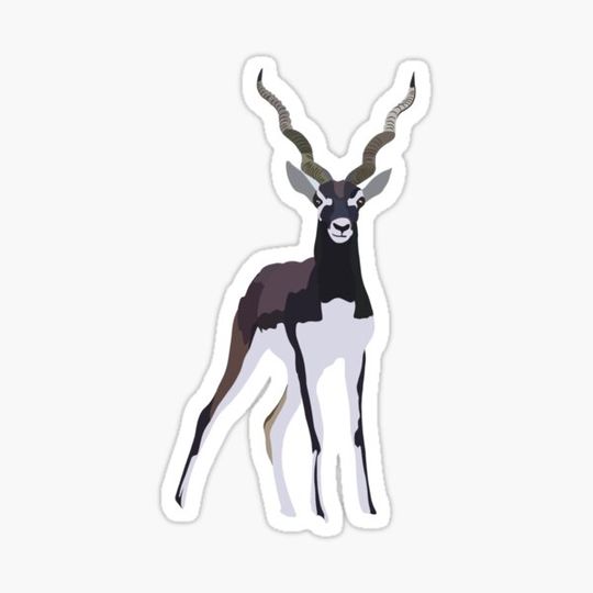 Discover B is for Blackbuck