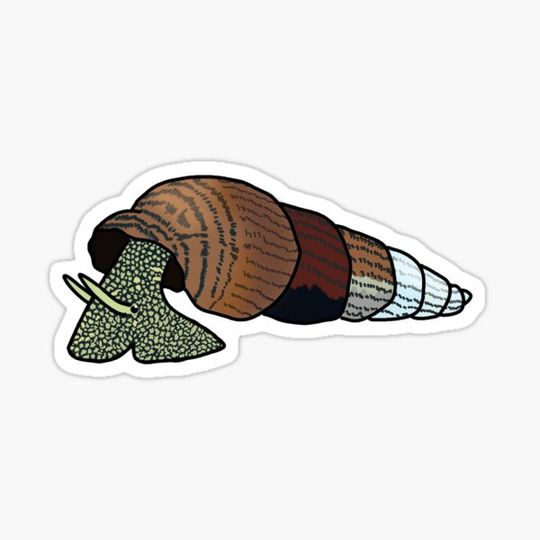 Discover Rabbit Snail!