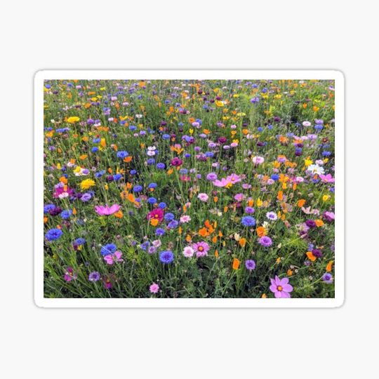 Discover Flower power