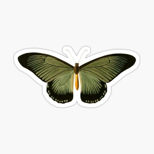 Discover Vintage butterfly illustration (02)