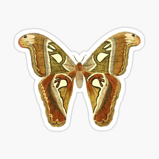 Discover Butterfly design.