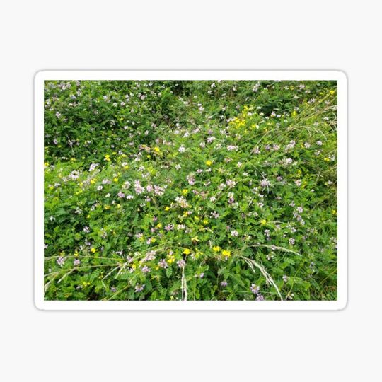 Discover Wild Flowers 5
