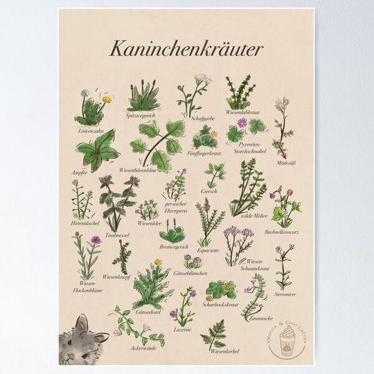Discover Rabbit herbs