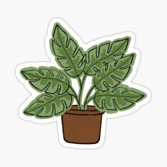 Discover Monstera plant