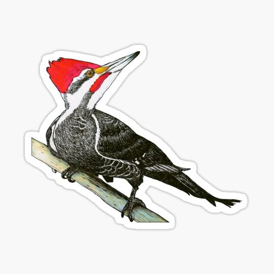 Discover Pileated Woodpecker