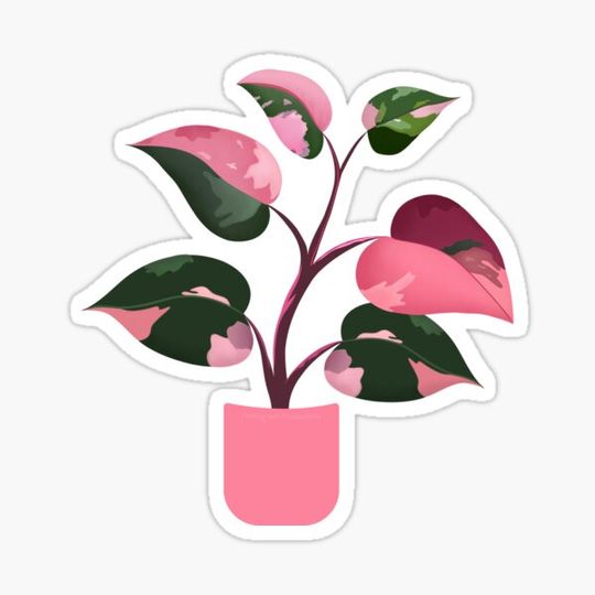 Discover Pink Princess Philodendron