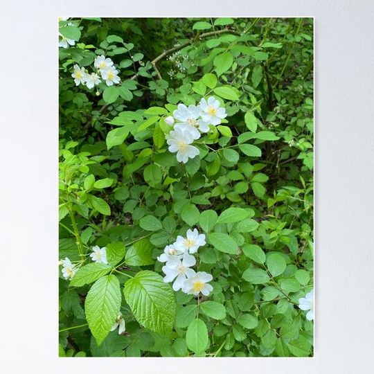 Discover Wild Wood Flowers