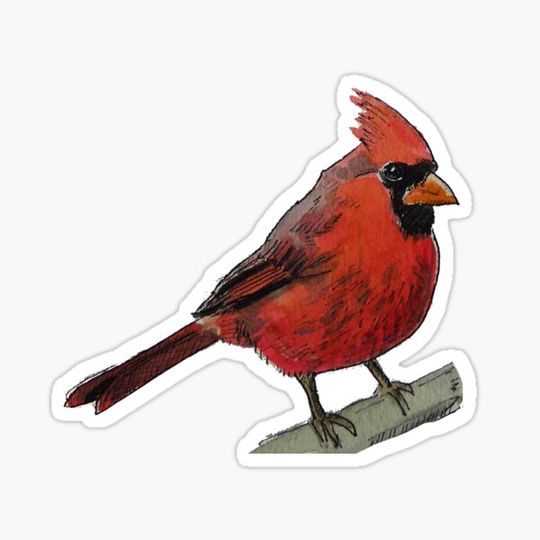 Discover Northern Cardinal Watercolor