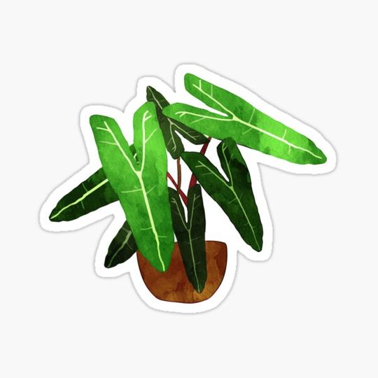 Discover Philodendron billietiae