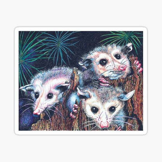 Discover 3 Bright Eyed Opossums