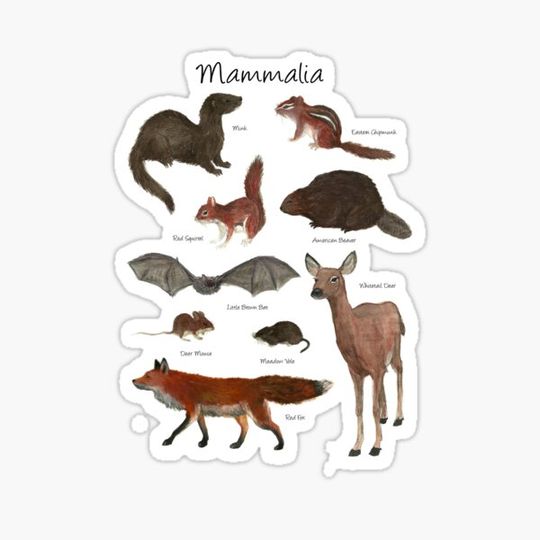 Discover Mammalia