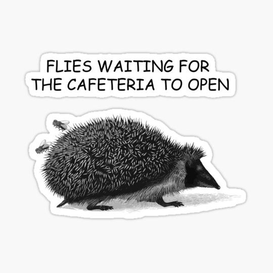 Discover hedgehogs