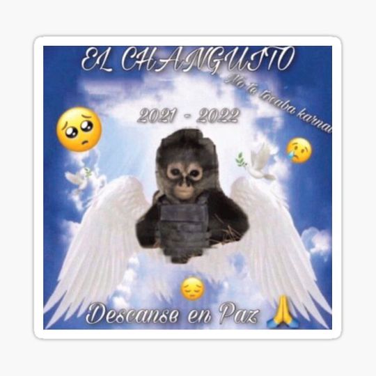 Discover changuito monkey mexican spider monkey cartel wearing camo and bullet-proof vest