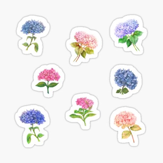 Discover Hydrangea Flower Collection