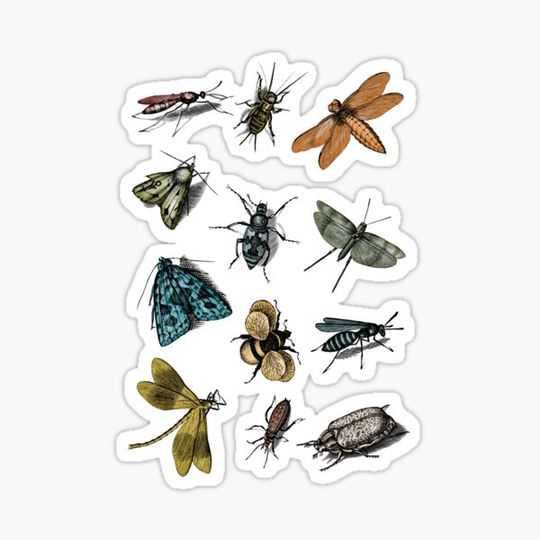 Discover Dance of the Insects