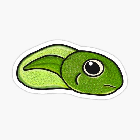 Discover Taddy