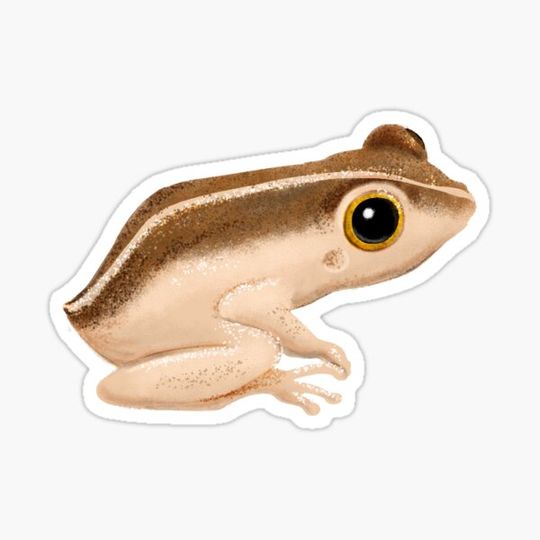 Discover Coqui