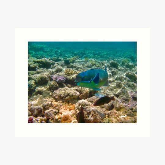 Discover Great Barrier Reef Australia