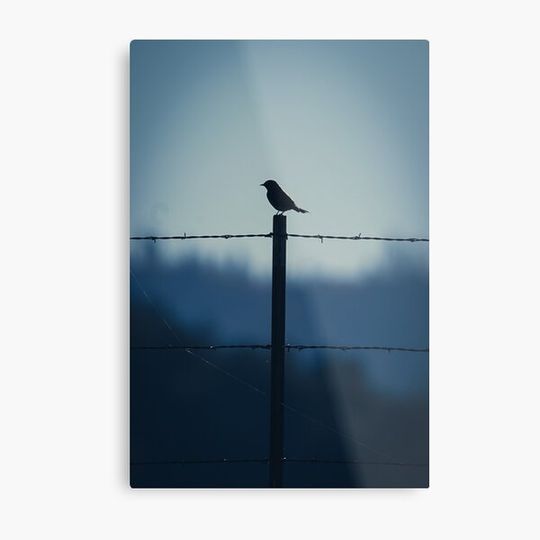 Discover dusky bird on fence post