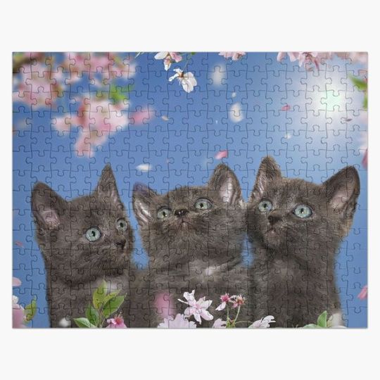Discover Kittens