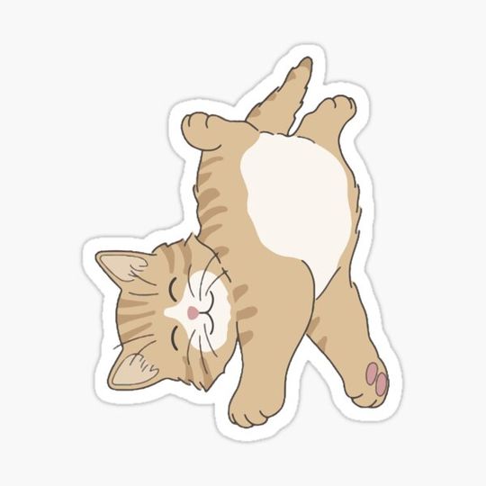 Discover Cute Cat
