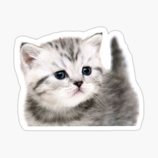 Discover Sweet Kitten