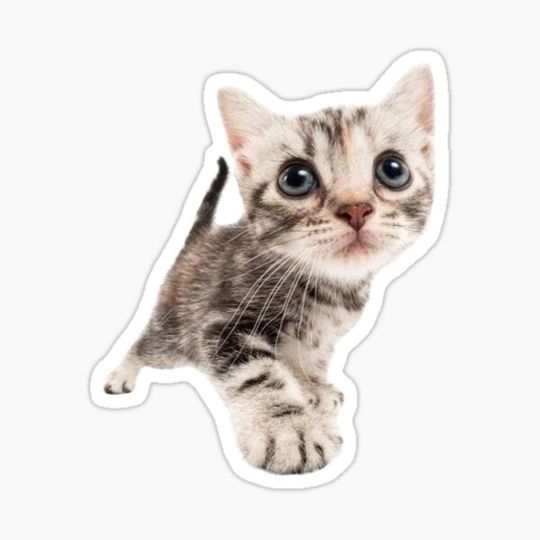 Discover y2k cat funny