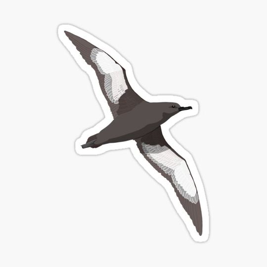 Discover Sooty Shearwater