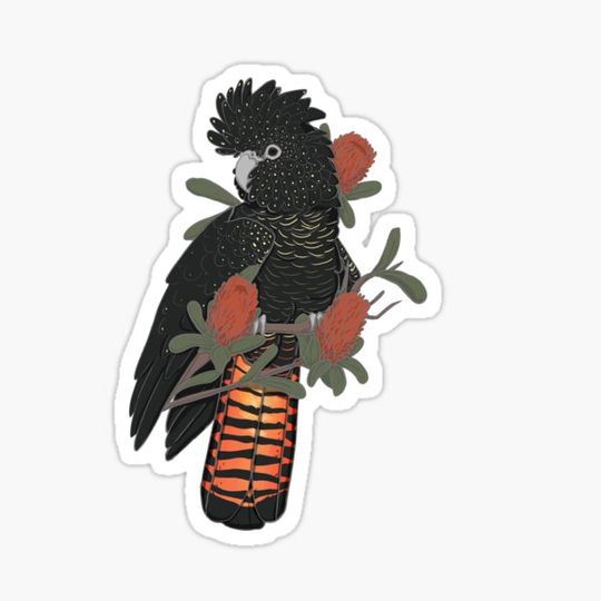 Discover Female Red tailed black cockatoo