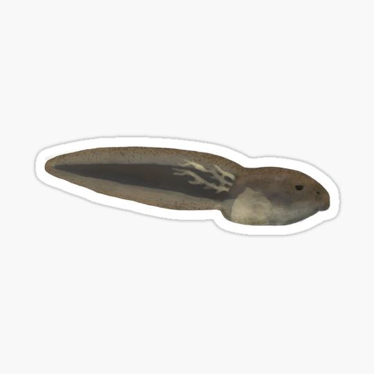 Discover frog tadpole