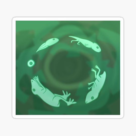 Discover Frog Life Cycle