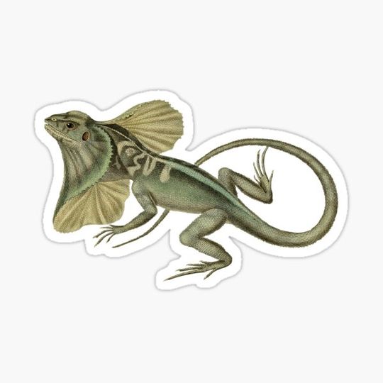 Discover Vintage Lizard Illustration