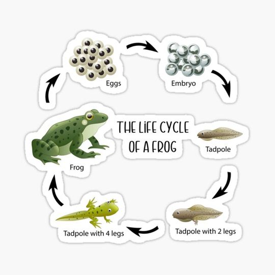 Discover Frog Life Cycle  froggy chair