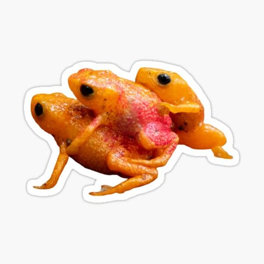 Discover Pumpkin toadlet and pitanga fruit collage