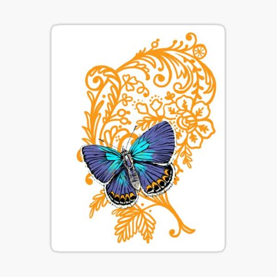 Discover Karner blue butterfly and lace