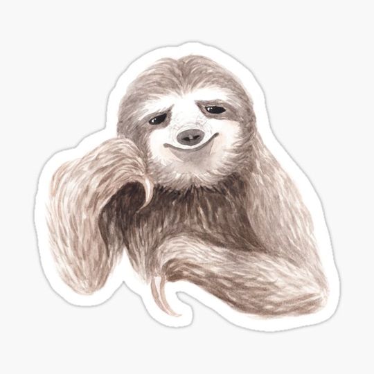 Discover cute sloth