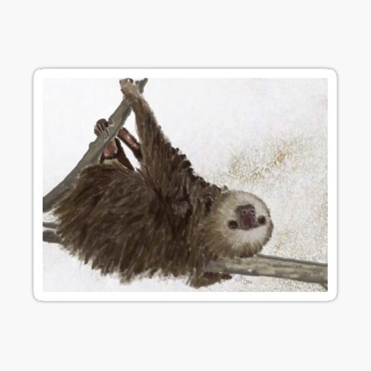 Discover Sloth life | sloth lover