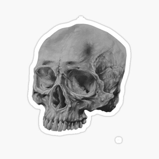 Discover Skull Study #20