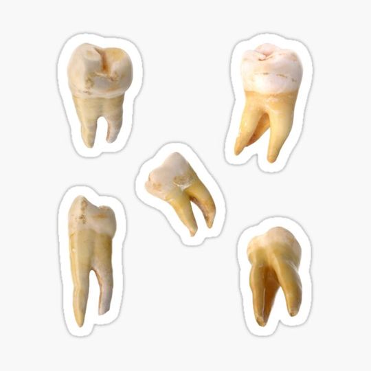 Discover teeth sticker pack (5) tooth set