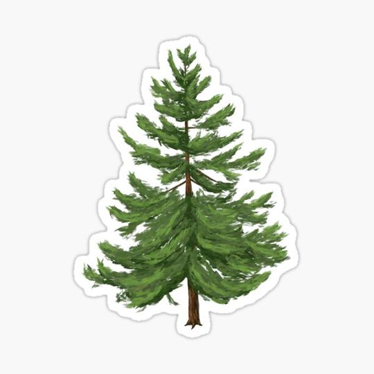 Discover The European Larch