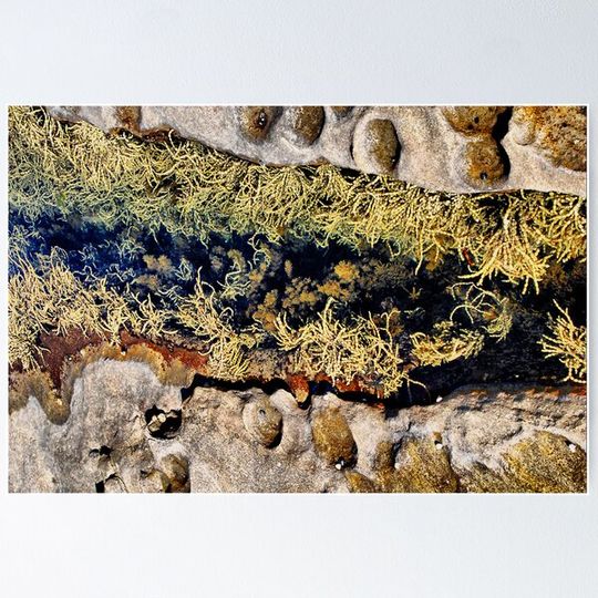 Discover Rocks & Seaweeds II