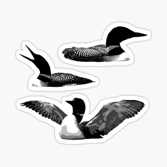 Discover Loons