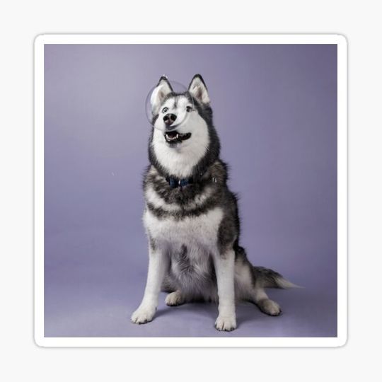 Discover Siberian Husky Looking Through a Giant Bubble
