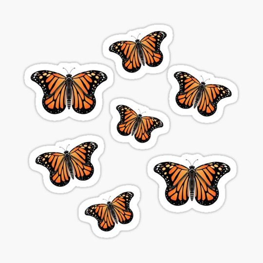 Discover Cute Monarch Butterflies