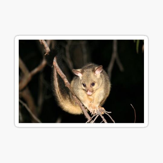 Discover © Australian brushtail possum